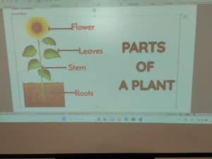 Plants is the word! (3)