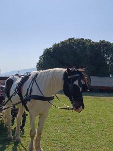 Επίσκεψη στον Ιππικό Όμιλο Ναυπάκτου(10)