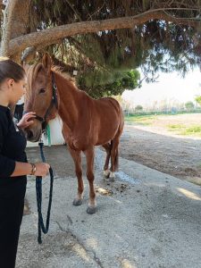 Επίσκεψη στον Ιππικό Όμιλο Ναυπάκτου(4)