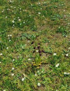 Ανακαλύπτοντας τη φύση(27)