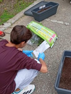 Φύτευση Βολβών