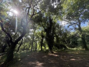 Δάσος του Φράξου(2)